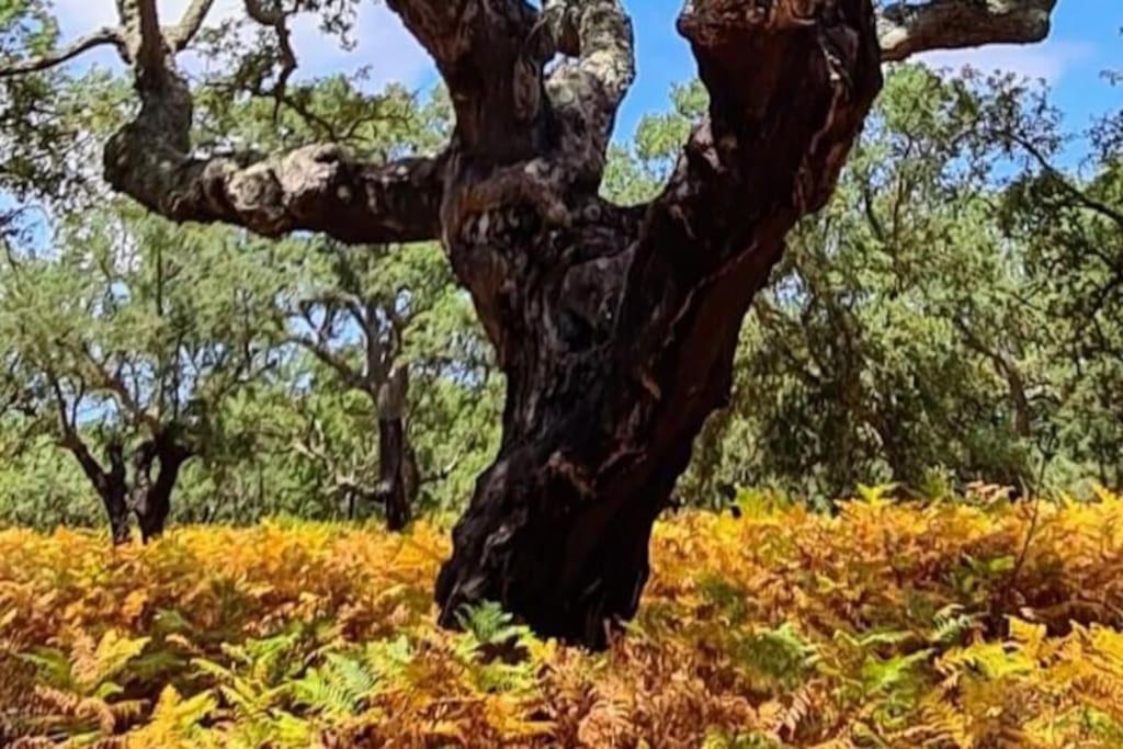 Alto Das Vinhas Lovers - セシンブラ エクステリア 写真